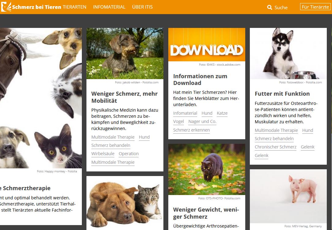 Layout des Portals schmerz-bei-tieren.de