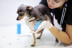 Female veterinarian doctor during the examination in veterinary clinic TIERISCH DABEI steht im engen Dialog mit der Leserschaft