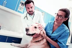 tierisch-dabei-gebuendelt-mit-der-praktische-tierarzt TIERISCH DABEI erscheint dreimal pro Jahr als Beilage zum Erfolgsmagazin Der Praktische Tierarzt