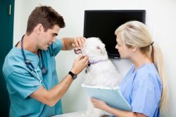 mundhygiene hundFemale Nurse With Veterinarian Doctor Examining A Dog vetline.de bringt aktuelles Wissen für Tiermediziner