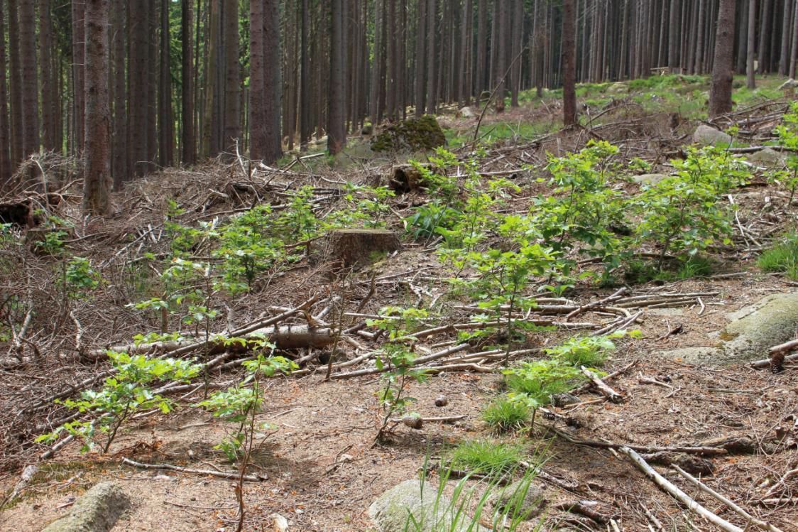 Frühere Pflanzung am Beerenstieg im Nationalparkrevier Hohne